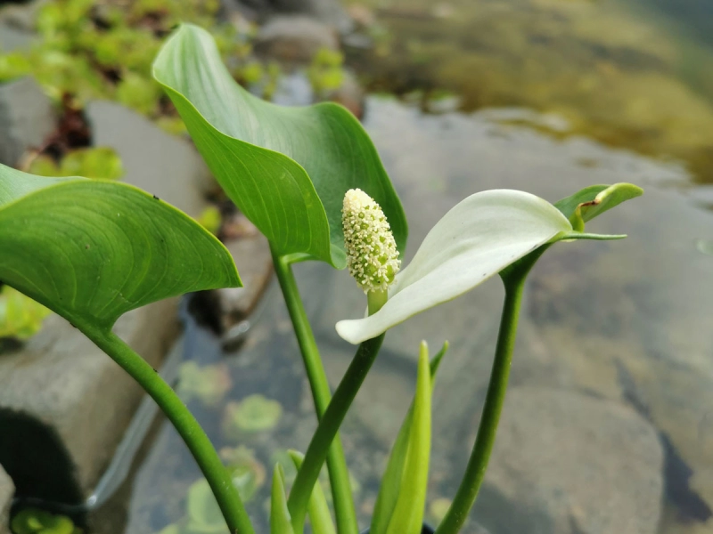 Sumpfcalla